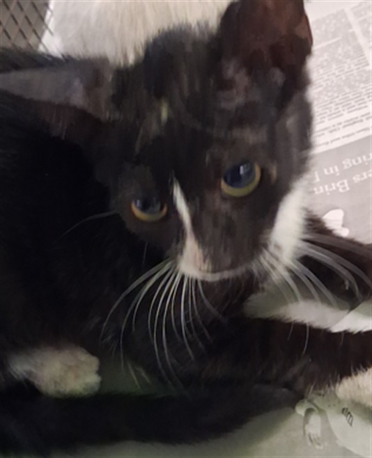 Shelter Stray Male Cat last seen , 1850 W 60th St, Los Angeles, CA 90047, USA