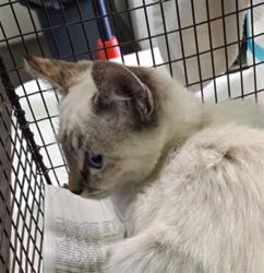 Shelter Stray Female Cat last seen , 1850 W 60th St, Los Angeles, CA 90047, USA