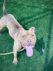 Shelter Stray Male Dog last seen , 3201 Lacy St, Los Angeles, CA 90031, USA