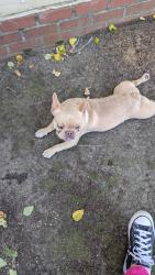 Found/Stray Male Dog last seen Crump Elementary, Memphis, TN 38141