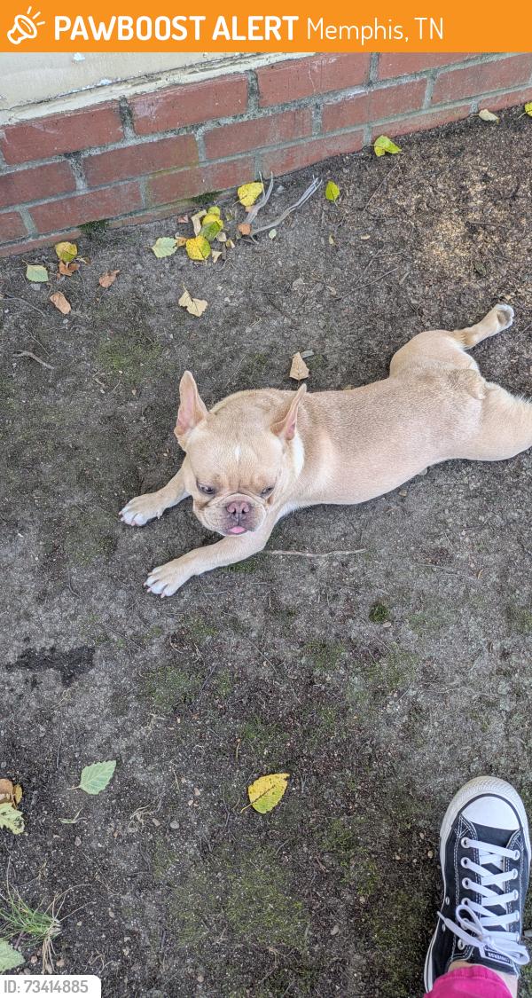Found/Stray Male Dog last seen Crump Elementary, Memphis, TN 38141