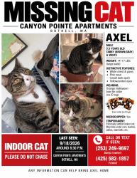 Lost Male Cat last seen 228th St SE, Canyon Pointe apmts, Bothell, WA, Bothell, WA 98021