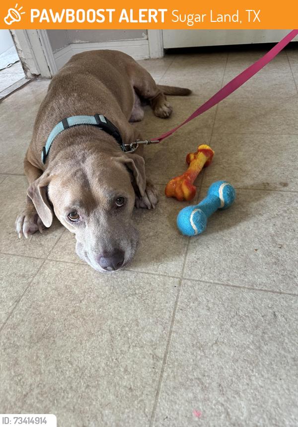 Found/Stray Male Dog last seen Eldridge Park Village Neighborhood, Sugar Land, TX 77498