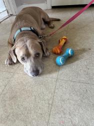 Found/Stray Male Dog last seen Eldridge Park Village Neighborhood, Sugar Land, TX 77498