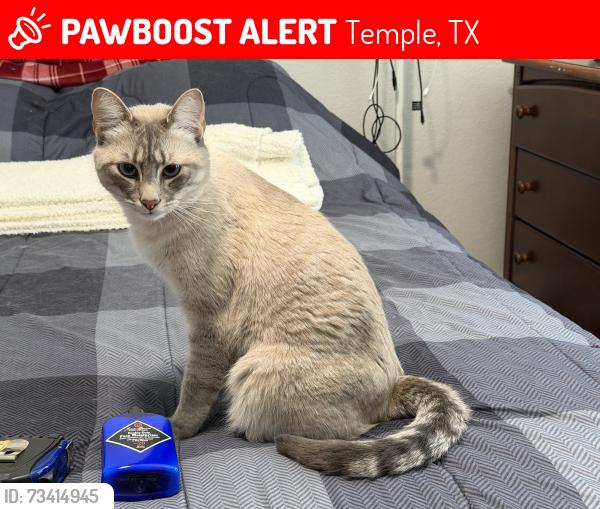Lost Male Cat last seen Azalia Dr, and Forest Trail area., Temple, TX 76502