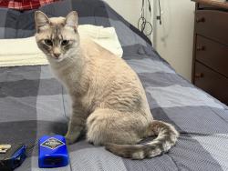 Lost Male Cat last seen Azalia Dr, and Forest Trail area., Temple, TX 76502