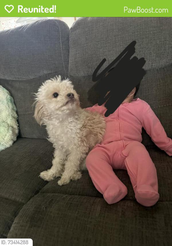 Reunited Female Dog last seen Near 27th St E, Lancaster, CA 93535, USA, Lancaster, CA 93535