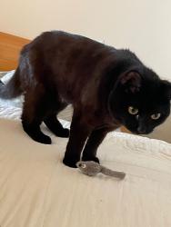 Lost Female Cat last seen West Concord MN, West Concord, MN 55985