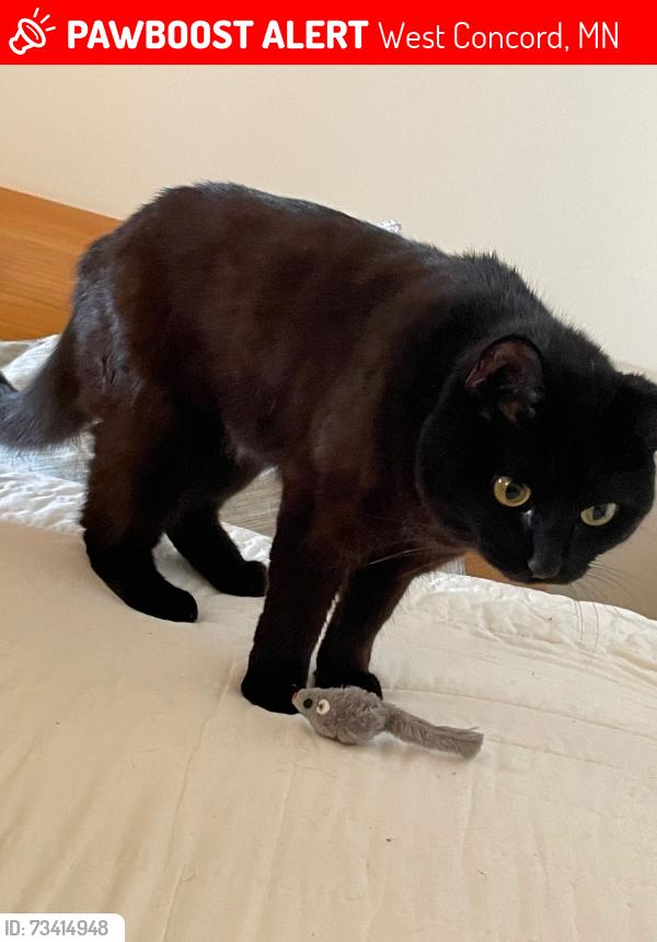 Lost Female Cat last seen West Concord MN, West Concord, MN 55985