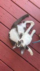 Found/Stray Female Cat last seen North blvd, Davenport, FL 33836