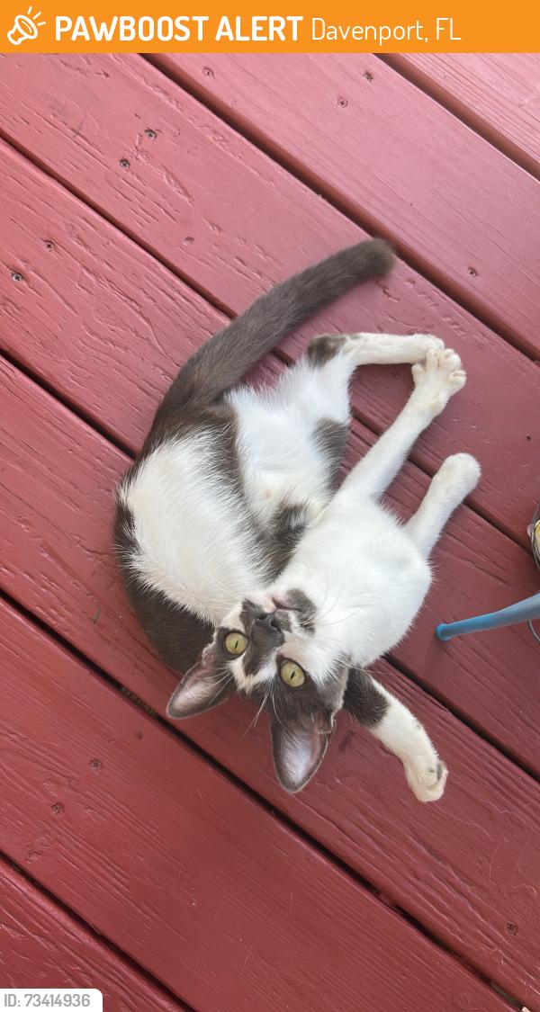Found/Stray Female Cat last seen North blvd, Davenport, FL 33836