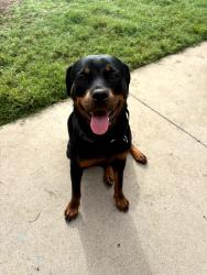 Found/Stray Female Dog last seen Broadmoor ave and 30th, San Bernardino, CA 92404