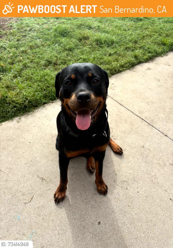 Found/Stray Female Dog last seen Broadmoor ave and 30th, San Bernardino, CA 92404