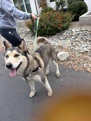 Found/Stray Unknown Dog last seen Llano Lane and New York Avenue, Fair Oaks, Ca 95628, Fair Oaks, CA 95628