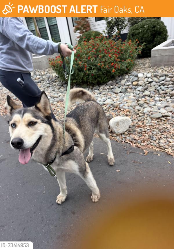 Found/Stray Unknown Dog last seen Llano Lane and New York Avenue, Fair Oaks, Ca 95628, Fair Oaks, CA 95628