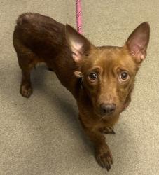Shelter Stray Male Dog last seen Linecrest Rd, 30294, GA, 3280 Chamblee Dunwoody Rd, Chamblee, GA 30341, USA