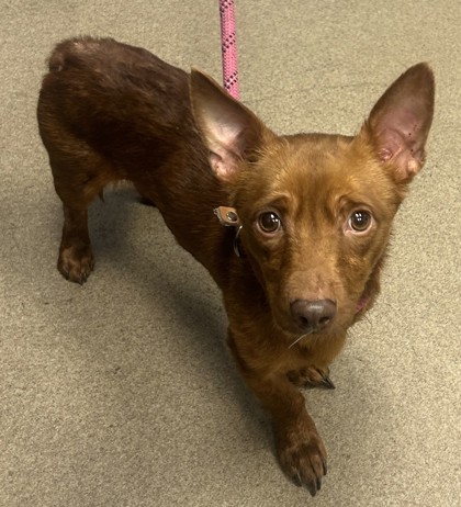 Shelter Stray Male Dog last seen Linecrest Rd, 30294, GA, 3280 Chamblee Dunwoody Rd, Chamblee, GA 30341, USA