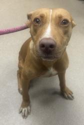 Shelter Stray Male Dog last seen Near Wood Path Drive, 30083, GA, 3280 Chamblee Dunwoody Rd, Chamblee, GA 30341, USA
