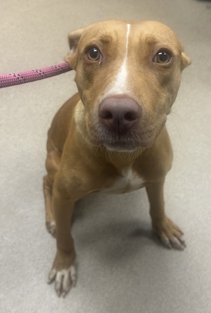 Shelter Stray Male Dog last seen Near Wood Path Drive, 30083, GA, 3280 Chamblee Dunwoody Rd, Chamblee, GA 30341, USA