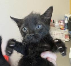 Shelter Stray Female Cat last seen Near Gross Rd, 75149, TX, 1650 Gross Rd, Mesquite, TX 75149, USA