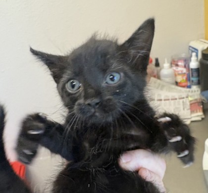 Shelter Stray Female Cat last seen Near Gross Rd, 75149, TX, 1650 Gross Rd, Mesquite, TX 75149, USA
