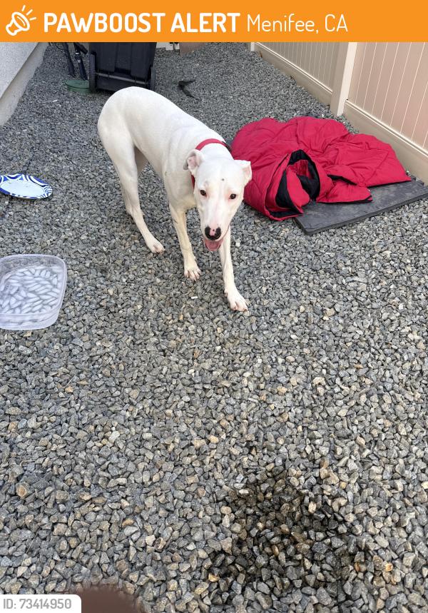 Found/Stray Female Dog last seen Thornton, Menifee, CA 92586