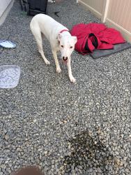 Found/Stray Female Dog last seen Thornton, Menifee, CA 92586