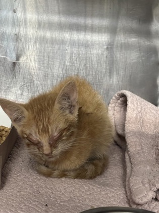 Shelter Stray Female Cat last seen Near STANFORD CT, CITY of El Paso, TX, 5001 Fred Wilson Ave, El Paso, TX 79906, USA