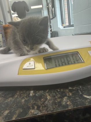 Shelter Stray Female Cat last seen Medfirst Parking Lot, New Bern City Limits, NC, 1639 Old Airport Rd, New Bern, NC 28562, USA