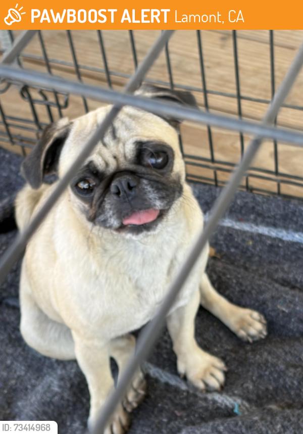 Found/Stray Female Dog last seen Lamont library, Lamont, CA 93241