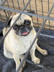 Found/Stray Female Dog last seen Lamont library, Lamont, CA 93241
