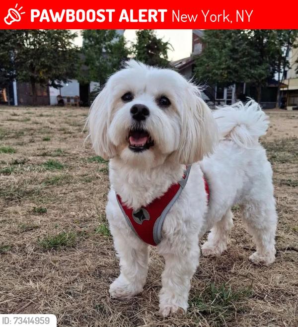 Lost Female Dog last seen Near, New York, NY 10023