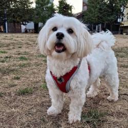 Lost Female Dog last seen Near, New York, NY 10023
