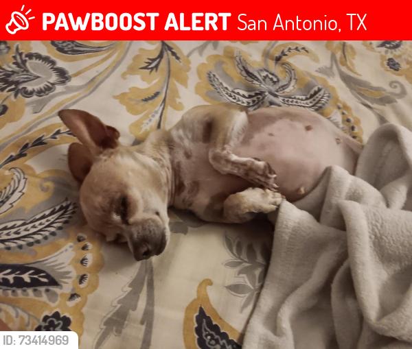 Lost Female Dog last seen Near Shetland dr, San Antonio, TX 78223
