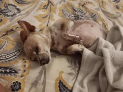 Lost Female Dog last seen Near Shetland dr, San Antonio, TX 78223