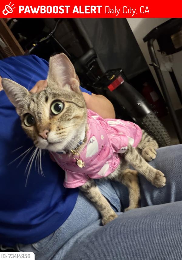 Lost Female Cat last seen Near E Moltke st Daly City, Daly City, CA 94014