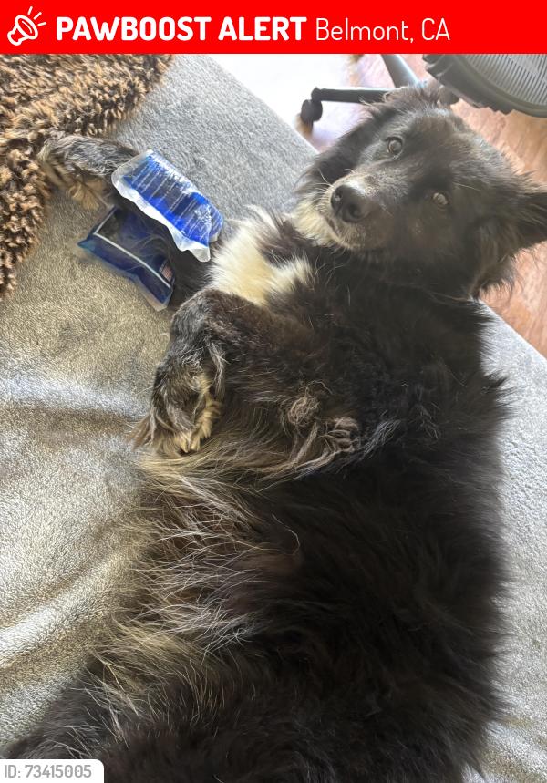 Lost Female Dog last seen Old county road and Hillsdale, Belmont, CA 94002