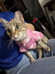 Lost Female Cat last seen Near E Moltke st Daly City, Daly City, CA 94014