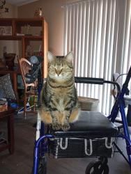 Lost Female Cat last seen Fern Park rd, Casselberry, FL 32730