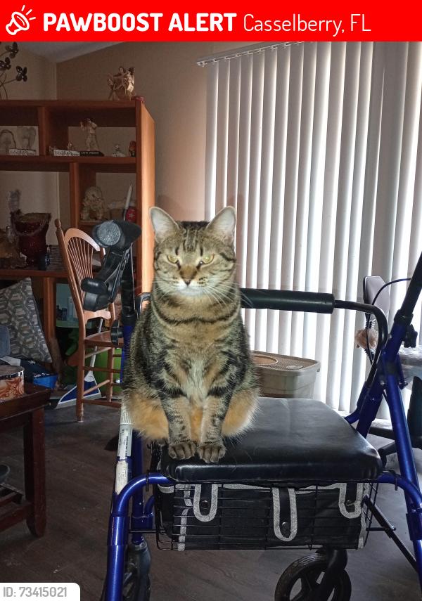 Lost Female Cat last seen Fern Park rd, Casselberry, FL 32730