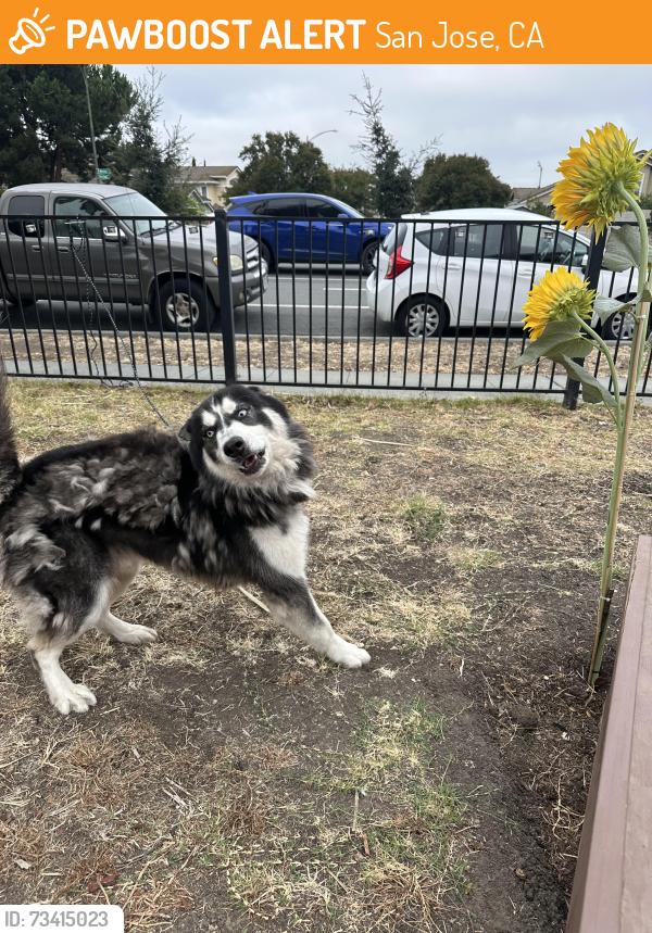 Found/Stray Unknown Dog last seen Ocala, San Jose, CA 95148