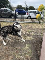 Found/Stray Unknown Dog last seen Ocala, San Jose, CA 95148