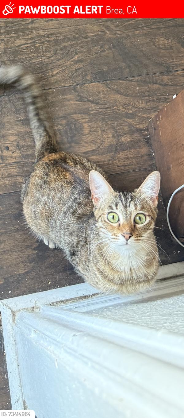 Lost Female Cat last seen Brea Blvd and Elm St., Brea, CA 92821