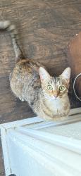 Lost Female Cat last seen Brea Blvd and Elm St., Brea, CA 92821