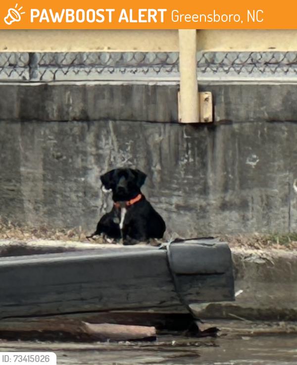 Found/Stray Unknown Dog last seen Holden, Greensboro, NC 27403