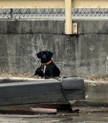 Found/Stray Unknown Dog last seen Holden, Greensboro, NC 27403