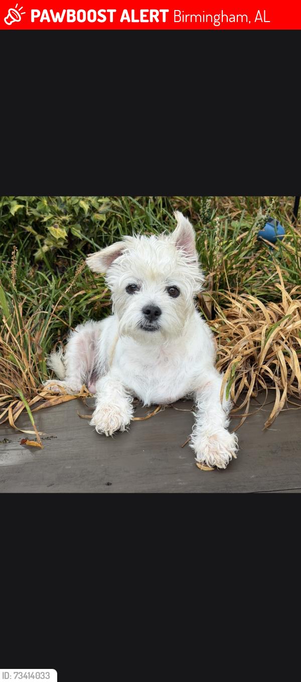 Lost Female Dog last seen Marguerite St and Carrway St. Grayson Valley Golf Course, Birmingham, AL 35235