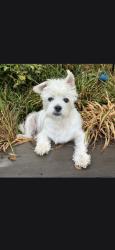 Lost Female Dog last seen Marguerite St and Carrway St. Grayson Valley Golf Course, Birmingham, AL 35235