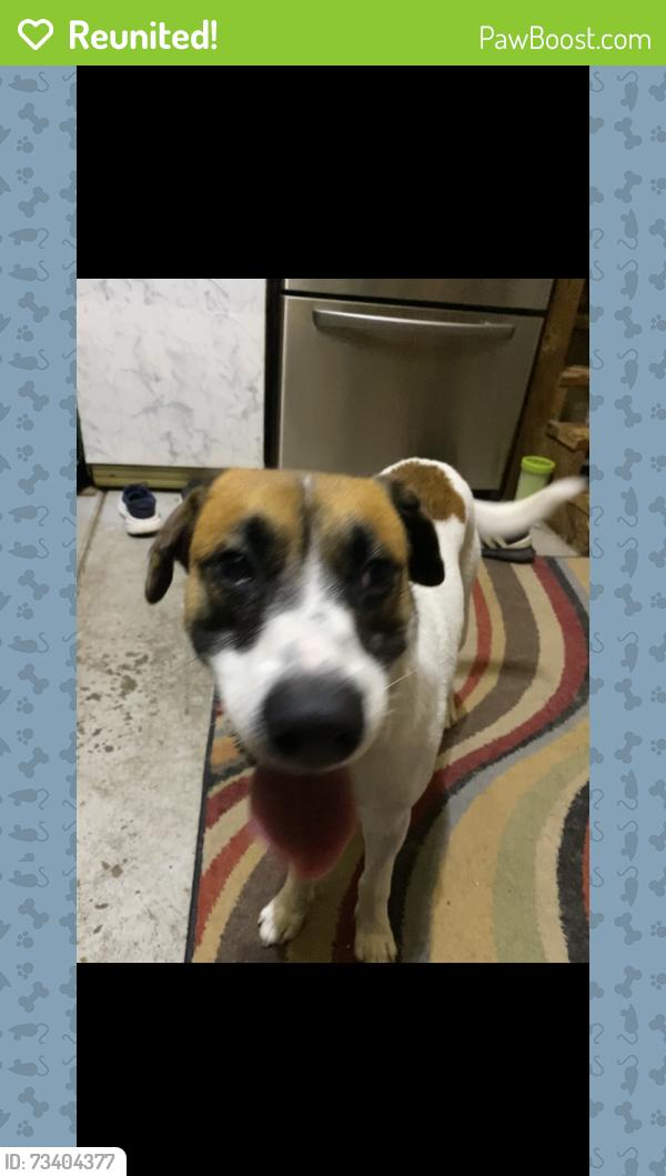 Reunited Male Dog last seen Waterford neighborhood in Chesapeake, Chesapeake, VA 23322