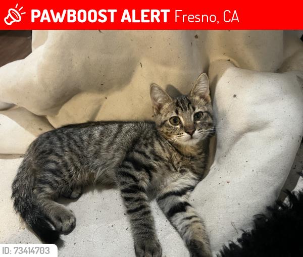 Lost Male Cat last seen Cedar and Robert’s, Fresno, CA 93710